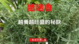 怎樣輕鬆養迷迭香，告別黑手指的窘境｜如何修剪？修剪順序？如何防止病蟲害？｜種菜時的好夥伴