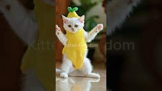 Watch This Playful Kitten Dancing In Yellow Banana Costume
