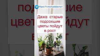 Бесплатная подкормка для рассады и комнатных растений #подкормка #саддача