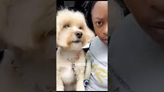 Skinwalker disguised as DOG #shorts