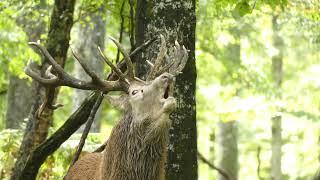 brame du cerf une compilation