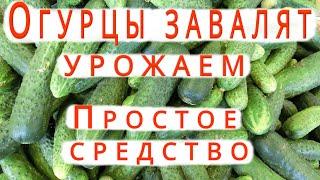 КАК ПОЛУЧИТЬ БОЛЬШОЙ УРОЖАЙ ОГУРЦОВ/ПРОСТОЕ СРЕДСТВО