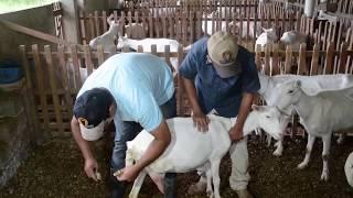 QUEIJO DE CABRA | São José e Seus Lugares