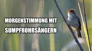 Dieser kleine braune Vogel ist cooler als du denkst