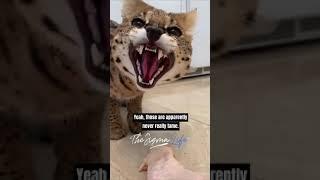 Joe Rogan on having Serval Cats as Pets