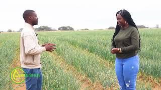 HYBRID ONION Production in Zimbabwe