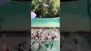 Feeding Fish Frenzy  tiktok record_seaside