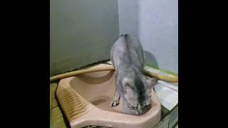 Perjuangan Kucing Lucu pagi inipart.1#cat #trending #kucing13 #video #mickey13 #pets #shorts #funny