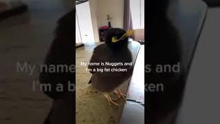 Nuggets the Mynah