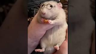 My Sweet Little Rat Vinnie is such a Poser with his Harry Potter Glasses on!