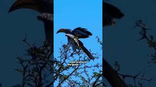 Hornbills: Nature's helmeted wonders #Hornbills#Birdsfacts#Wildlifeshorts#SaveHornbills