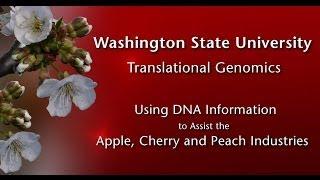 Tree Fruit Genetics at Washington State University