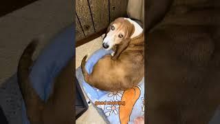 Happy Tuesday with my sleepy dog! #dog #bassethound #tuesday