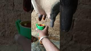 goldy dairy farm Punjab hf cow milking jersey cow milking teat dip cup  dairy farm video cow video