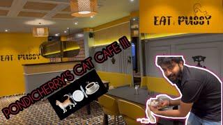 CAT CAFE IN PONDICHERRY || EAT "WITH" PUSSY || TAMIL || @KPYTian