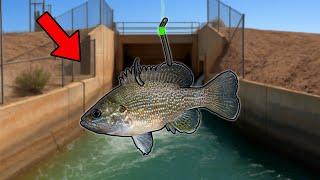This Is Why You Throw BIG Baits In The Canal!