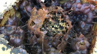 Types of stingless bees 