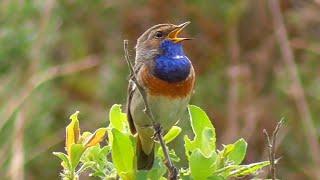 Oiseaux qui Chantent: Une heure de chant des oiseaux