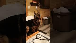 Sammy the Wonder dog I'm telling you the dog is human