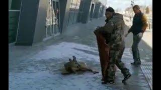 В аэропорту Казани обнаружили травмированную годовалую косулю | ТНВ