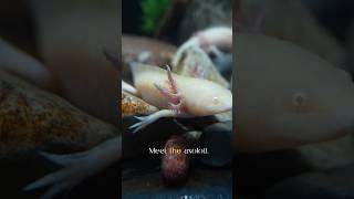 Meet the Axolotl: The Walking Fish with Superpowers! Regeneration master.