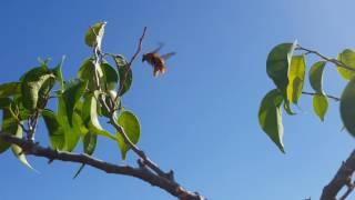 Golden Male Valley Carpenter Bee (Xylocopa varipuncta)