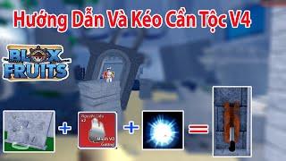 Roblox - Hướng Dẫn Và Kéo Cần Thức Tỉnh Tộc V4 Cho Ac Phụ | Blox Fruits