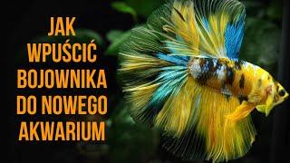Jak wpuścić bojownika do nowego akwarium(UWAGA WŁĄCZ NAPISY)