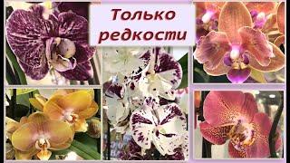 Хотите редкие орхидеи?! Их продают здесь!  Rare orchids in Moscow