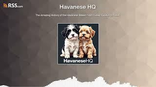 The Amazing History of the Havanese Breed: From Cuban Exodus to Today