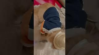 Alfa is wearing a cap ️