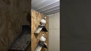 Нуль сиёх черноносые Таджикистан город Душанбе #голуби #pigeon #kabootar #shorts