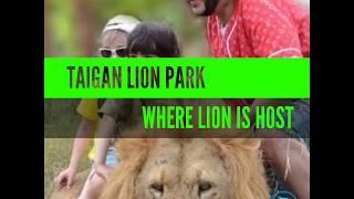 TAIGAN LION PARK || LION HOST || AMAZING ANIMALS SKILLS