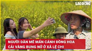 Người dân mê mẩn cánh đồng hoa cải vàng bung nở ở xã Lệ Chi | Báo Lao Động