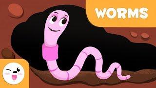 Worms - Invertebrate animals for kids - Natural Science for kids