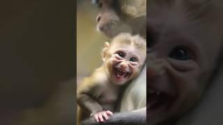Baby Monkey Gets Too Excited in Mom’s Arms!