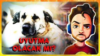 SOKAK KÖPEKLERİ OLAYI - Cavs Karahanlı