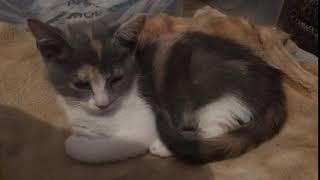 Video of adoptable pet named Dilute Calico Kitten Alina