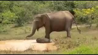 Baby elephant rescued by its mother from hidden predators - don't miss the end