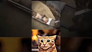 MONKEY ARE DOCTORS  #cat #meme #dance #trending
