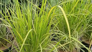 Calamagrostis 'El Dorado' (Feather Reed Grass) // Easy to Grow, Beautiful, Golden Striped Grass