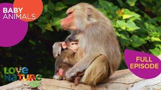 How Baby Animals Become Social | Baby Animals 202+206