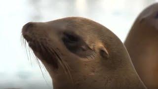 Man caught on camera harassing sea lions in Monterey