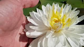 Нимфея White 1000 Petals (nymphaea White 1000 Petals), нимфея 1000 лепесков