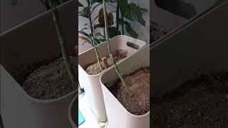 아스파라거스 새순이 쑥쑥 돋아남. 4월11일