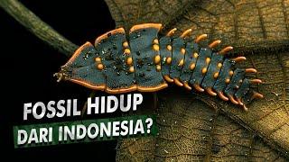 Serangga Misteri Yang Dijuluki Fosil Hidup | Trilobite Beetle, Kumbang Trilobita