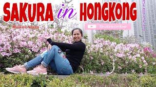 SAKURA in HongKong 2021 | MeiLee Vlogs