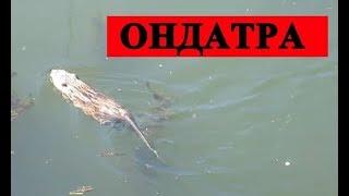 ОНДАТРА: плавает в воде, новое видео