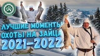 Лучшие моменты с охоты на зайца 2021 2022