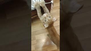 Again, Maksik and I are talking, and he says that I’m hungry, I want to eat.))) 08.02.2025